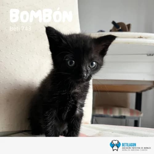 Bombón, Mixed Breed (Betilagun)