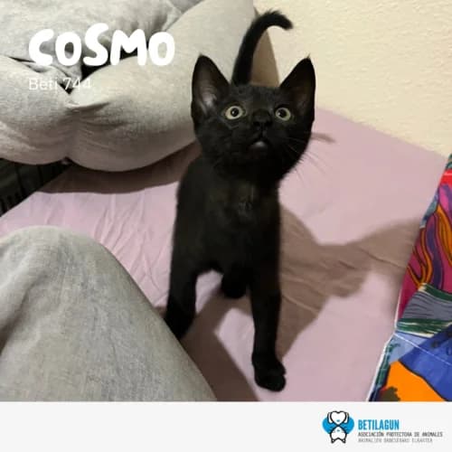 Cosmo, Mixed Breed (Betilagun)