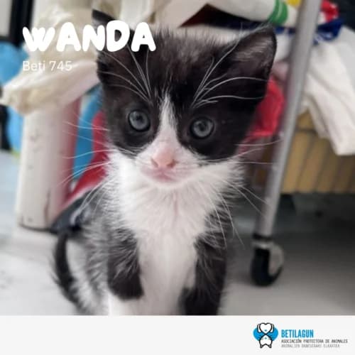 Wanda, Mixed Breed (Betilagun)