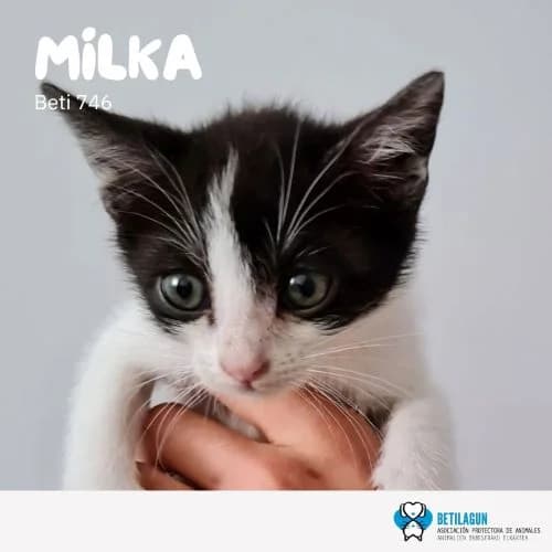 Milka, Mixed Breed (Betilagun)