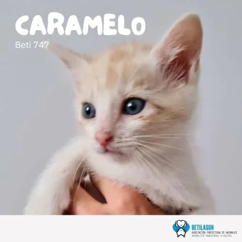 Caramelo –, Mixed Breed (Betilagun)