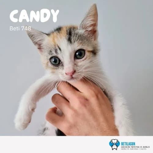 Candy – en preadopción, Mixed Breed (Betilagun)