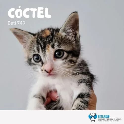 Cóctel, Mixed Breed (Betilagun)