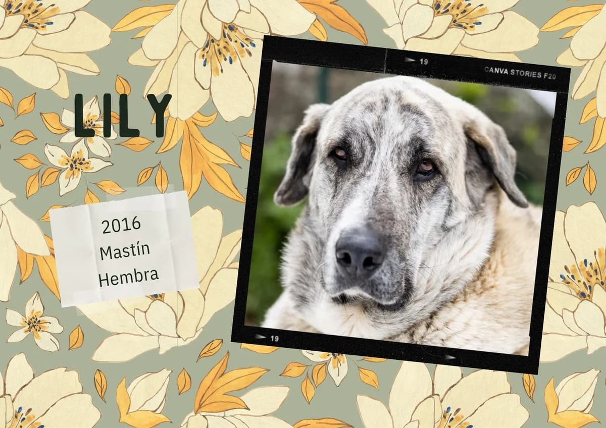 Lily,  Spanish Mastiff for adoption at Bichos Raros Refugio