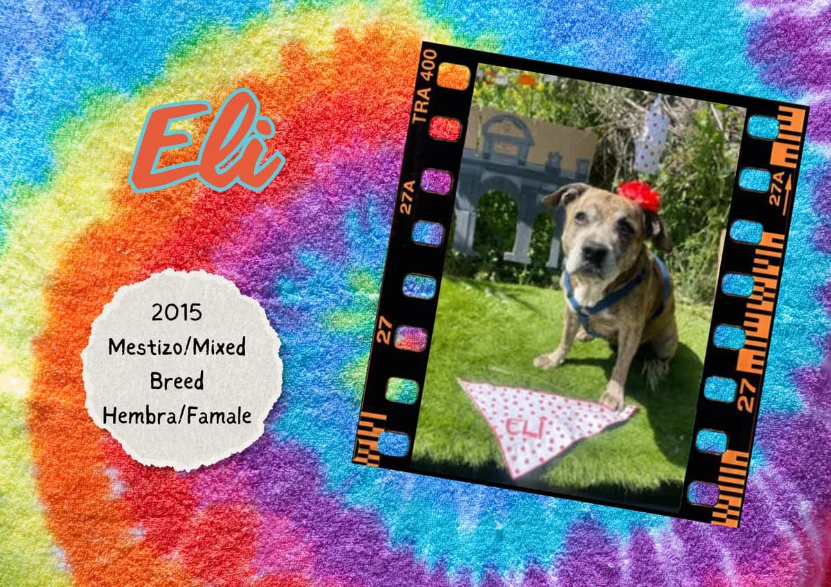 Eli, female mixed breed for adoption at Bichos Raros Refugio
