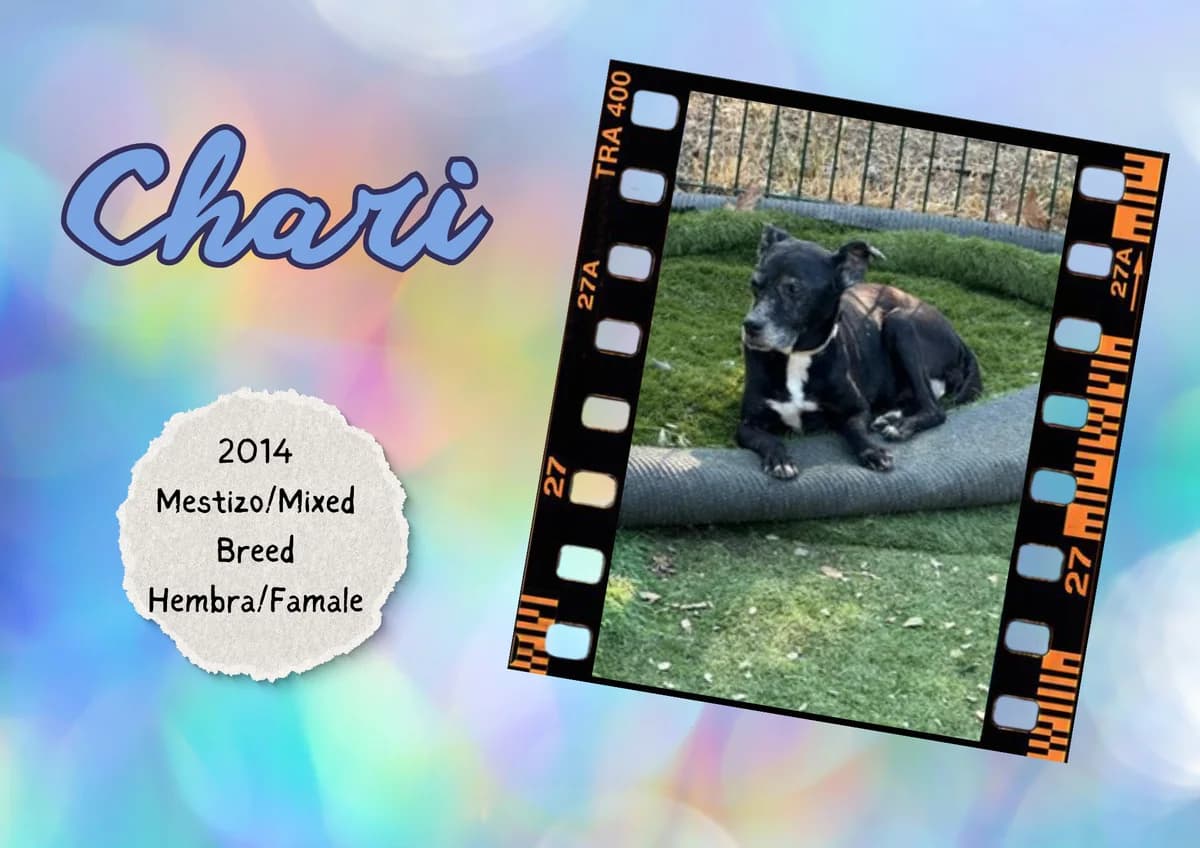 Chari, female mixed breed for adoption at Bichos Raros Refugio