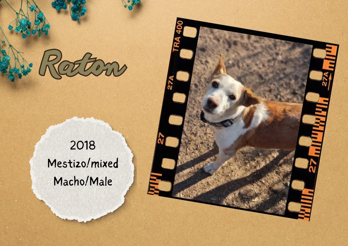 Ratón, male mixed breed for adoption at Bichos Raros Refugio