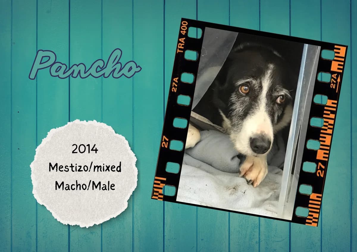 Pancho, male mixed breed for adoption at Bichos Raros Refugio