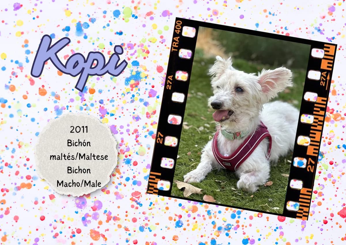 Kopi, male Maltese for adoption at Bichos Raros Refugio