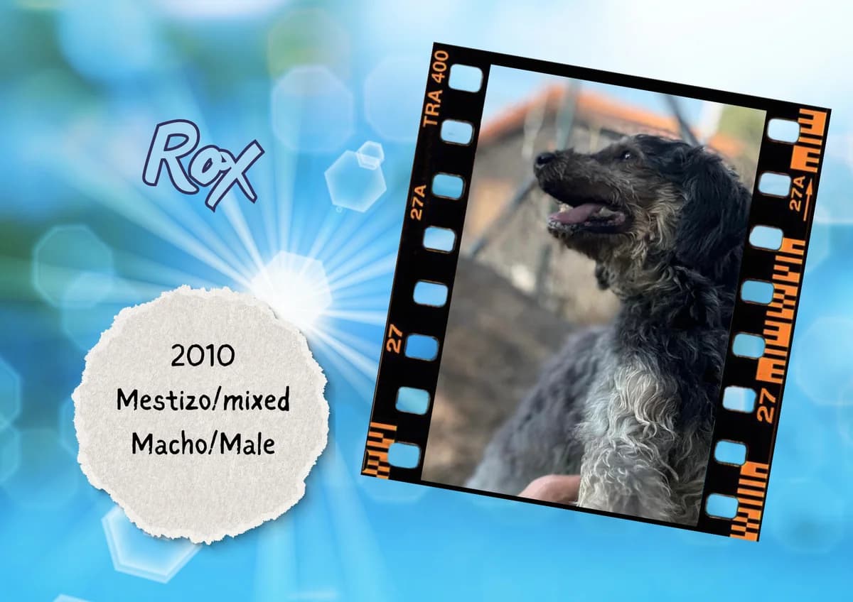 Rox, male mixed breed for adoption at Bichos Raros Refugio