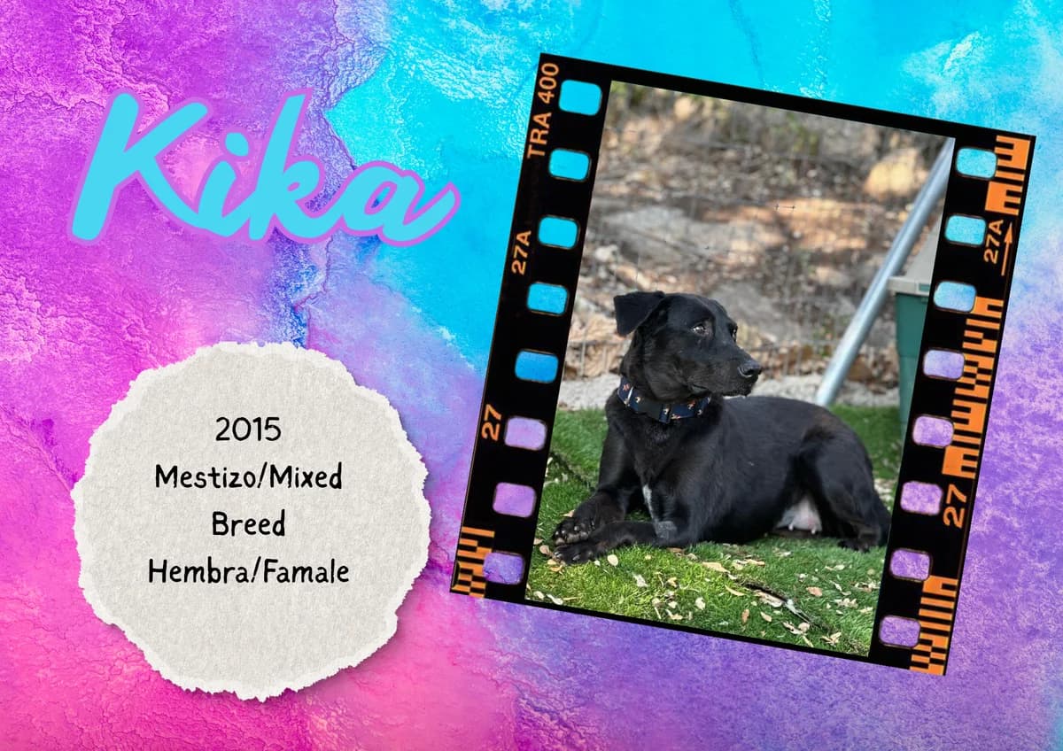 Kika, female mixed breed for adoption at Bichos Raros Refugio