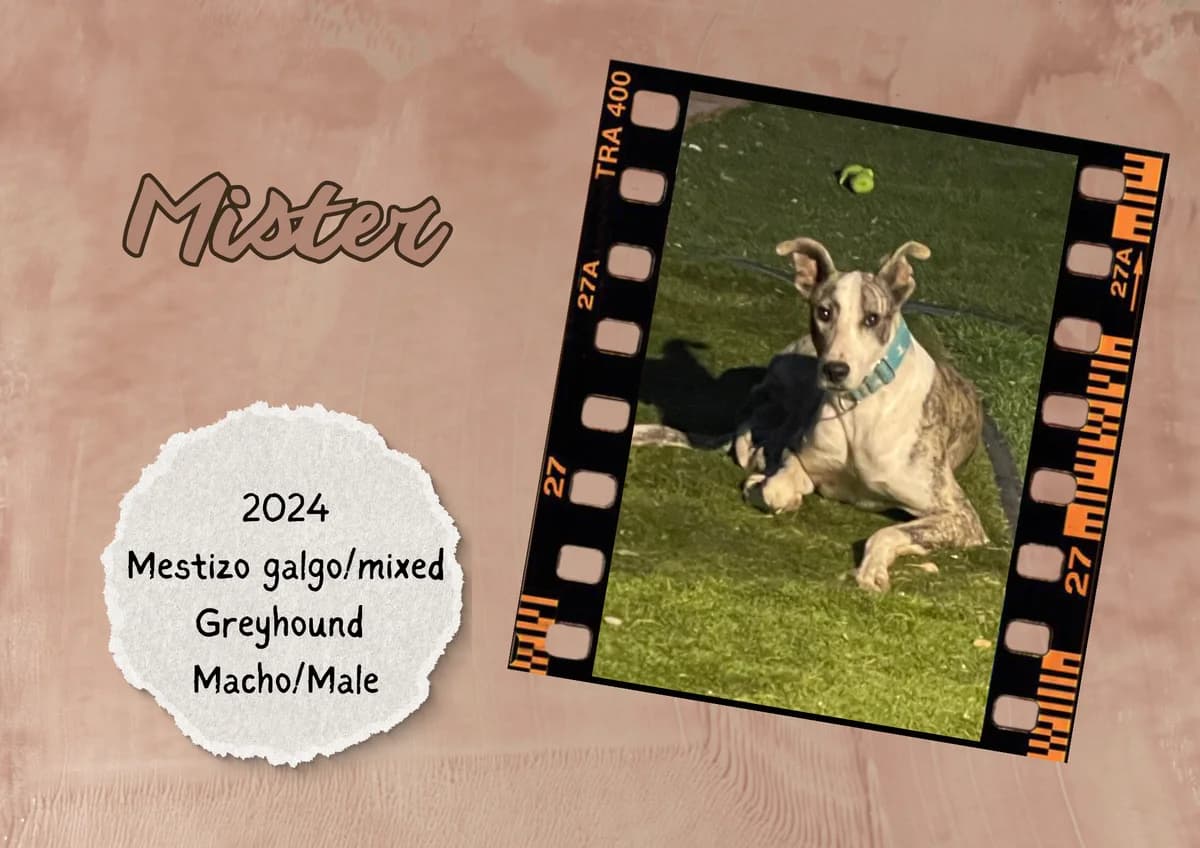 Mister, male Galgo Español for adoption at Bichos Raros Refugio