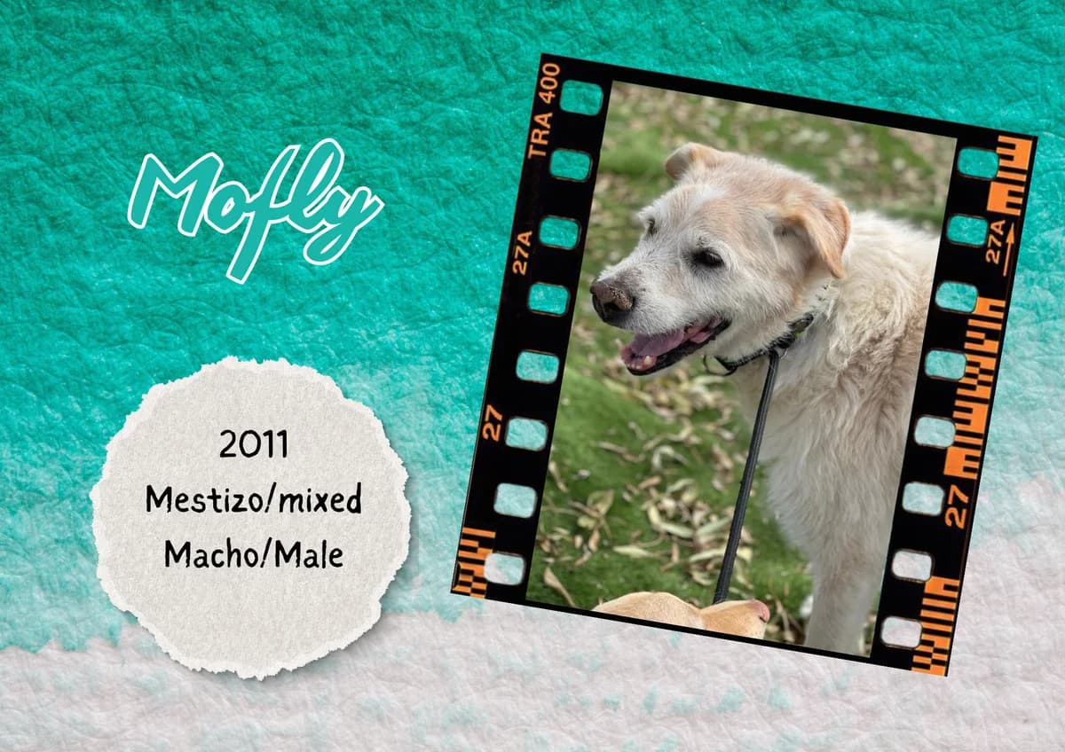 Mofly,  Mixed Breed for adoption at Bichos Raros Refugio