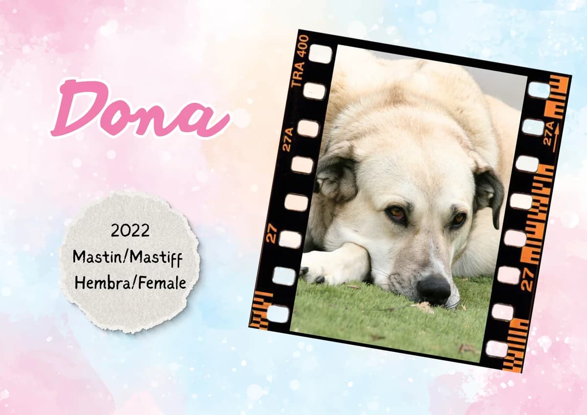Dona, female Spanish Mastiff for adoption at Bichos Raros Refugio