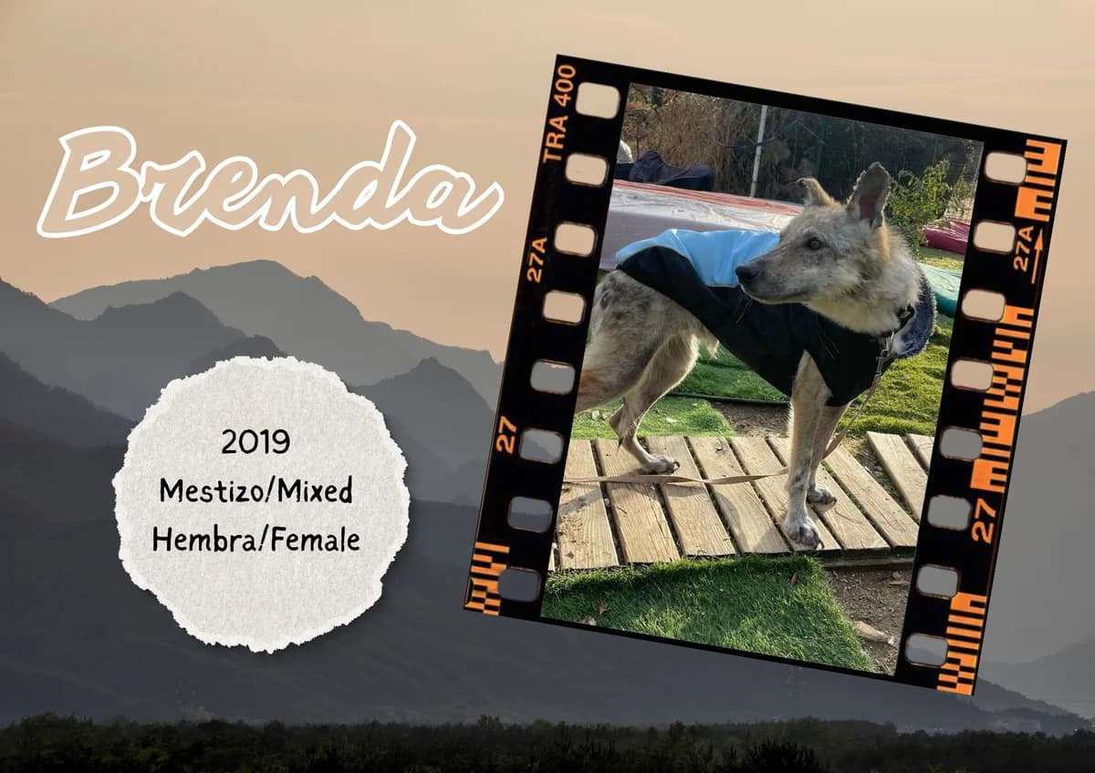 Brenda, female Mixed Breed for adoption at Bichos Raros Refugio