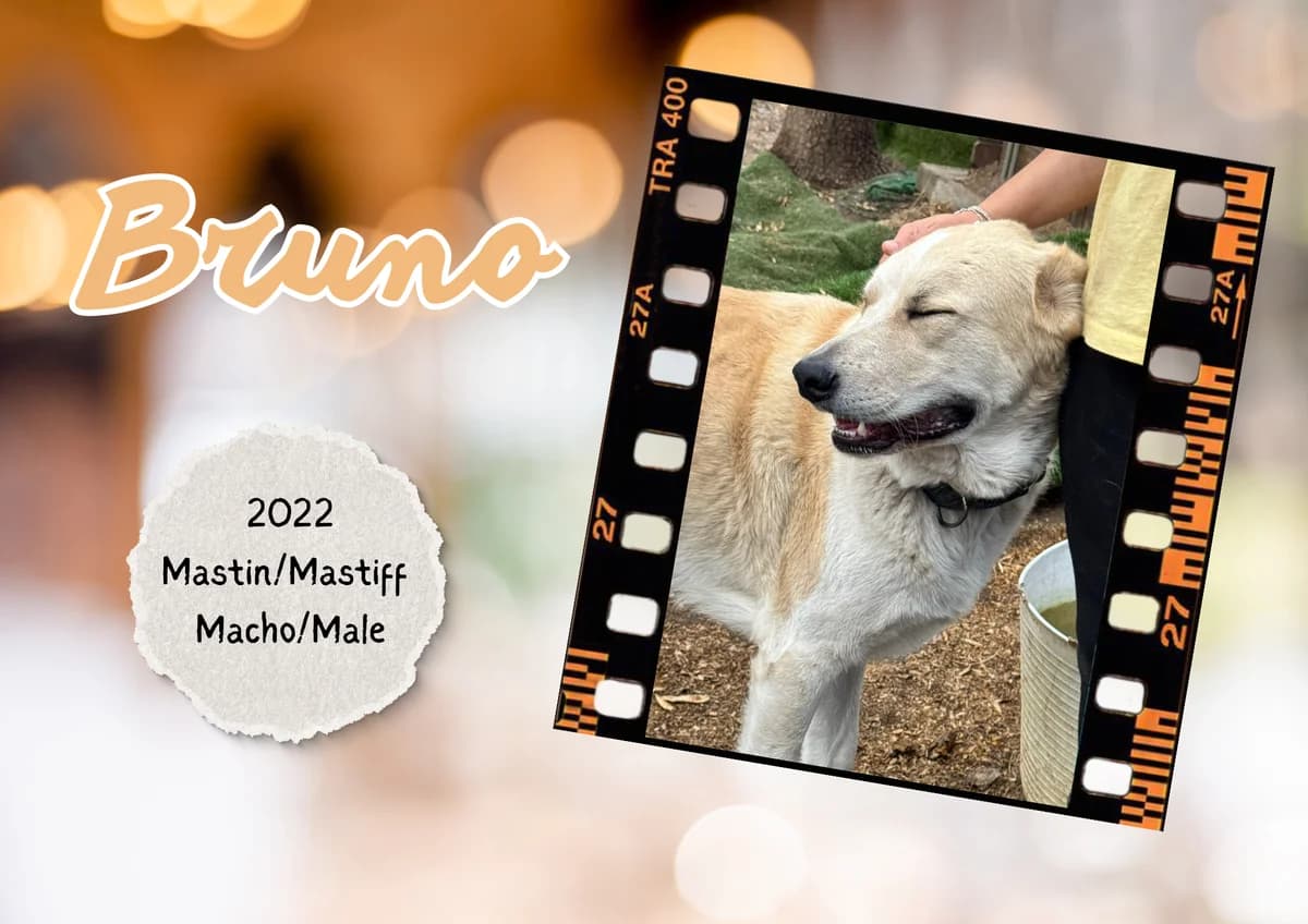 Bruno, male Spanish Mastiff for adoption at Bichos Raros Refugio