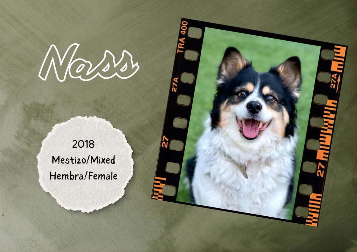 Nass, female Mixed Breed for adoption at Bichos Raros Refugio