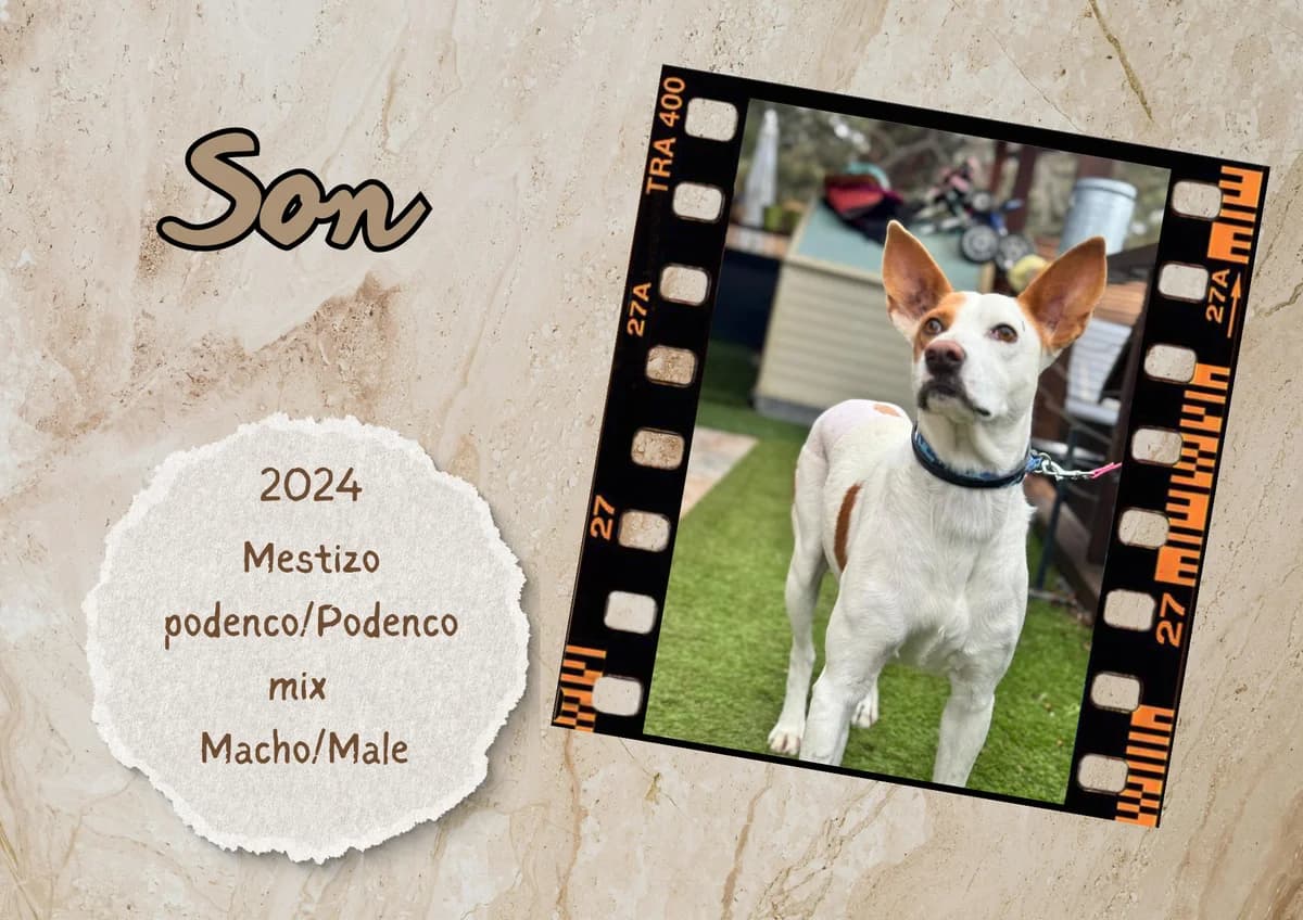 Son, male Podenco for adoption at Bichos Raros Refugio