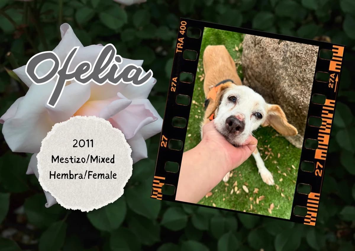 Ofelia, female Mixed Breed for adoption at Bichos Raros Refugio