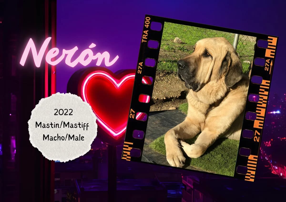Nerón, male Spanish Mastiff for adoption at Bichos Raros Refugio