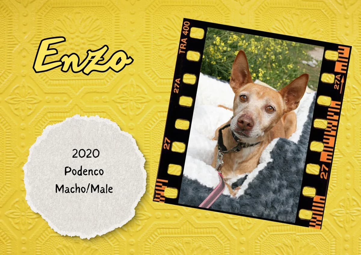 Enzo, male Podenco for adoption at Bichos Raros Refugio