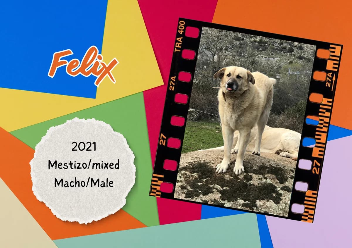 Felix, male Mixed Breed for adoption at Bichos Raros Refugio
