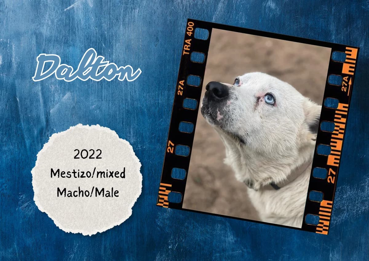 Dalton, male mixed breed for adoption at Bichos Raros Refugio