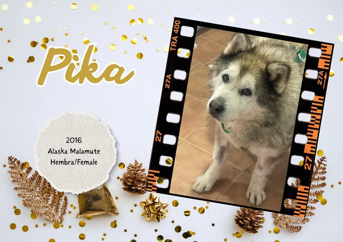Pika, female Alaskan Malamute for adoption at Bichos Raros Refugio