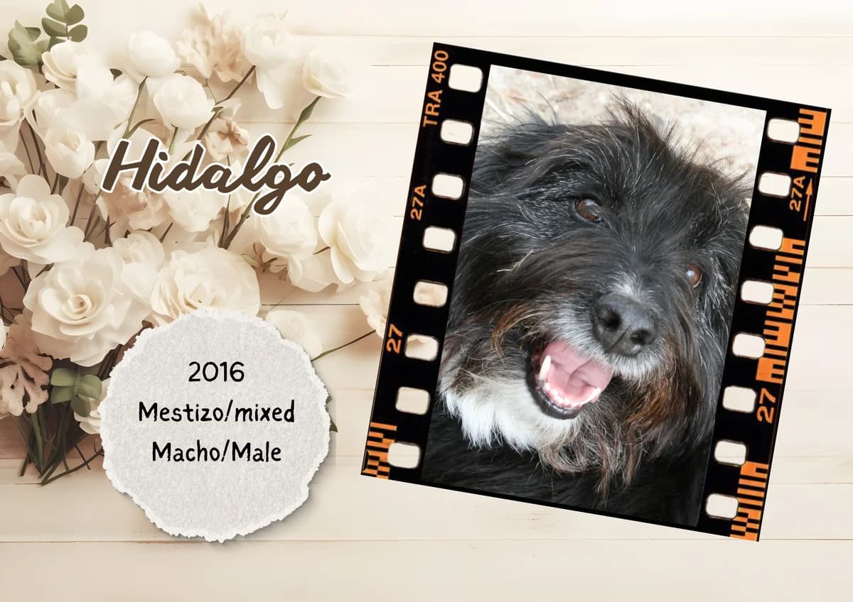 Hidalgo, male Mixed Breed for adoption at Bichos Raros Refugio