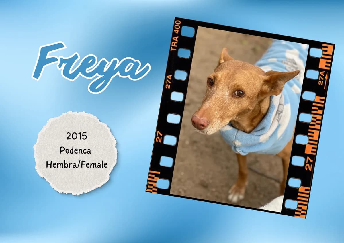 Freya, female Podenco for adoption at Bichos Raros Refugio