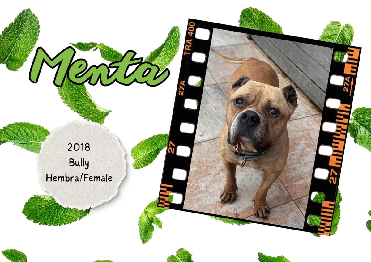 Menta, female mixed breed for adoption at Bichos Raros Refugio