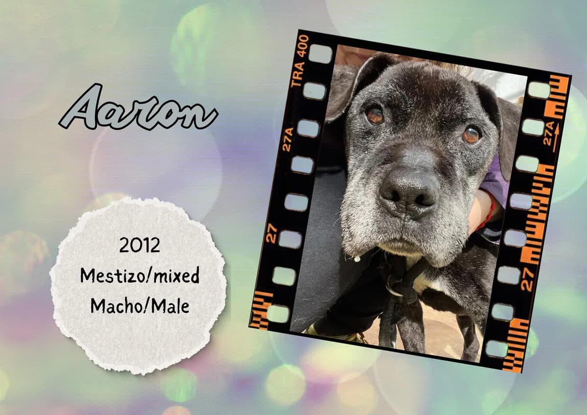 Aaron, male Mixed Breed for adoption at Bichos Raros Refugio