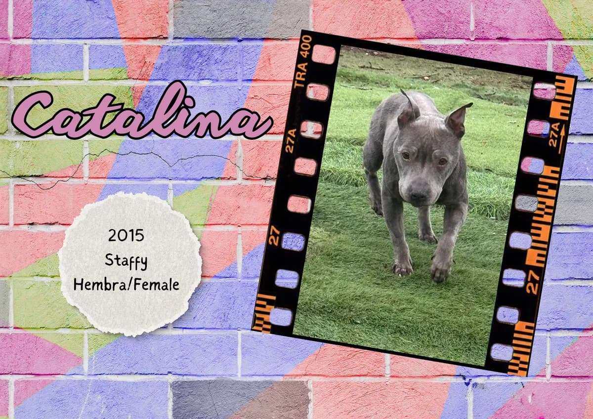 Catalina, female Staffordshire Bull Terrier for adoption at Bichos Raros Refugio