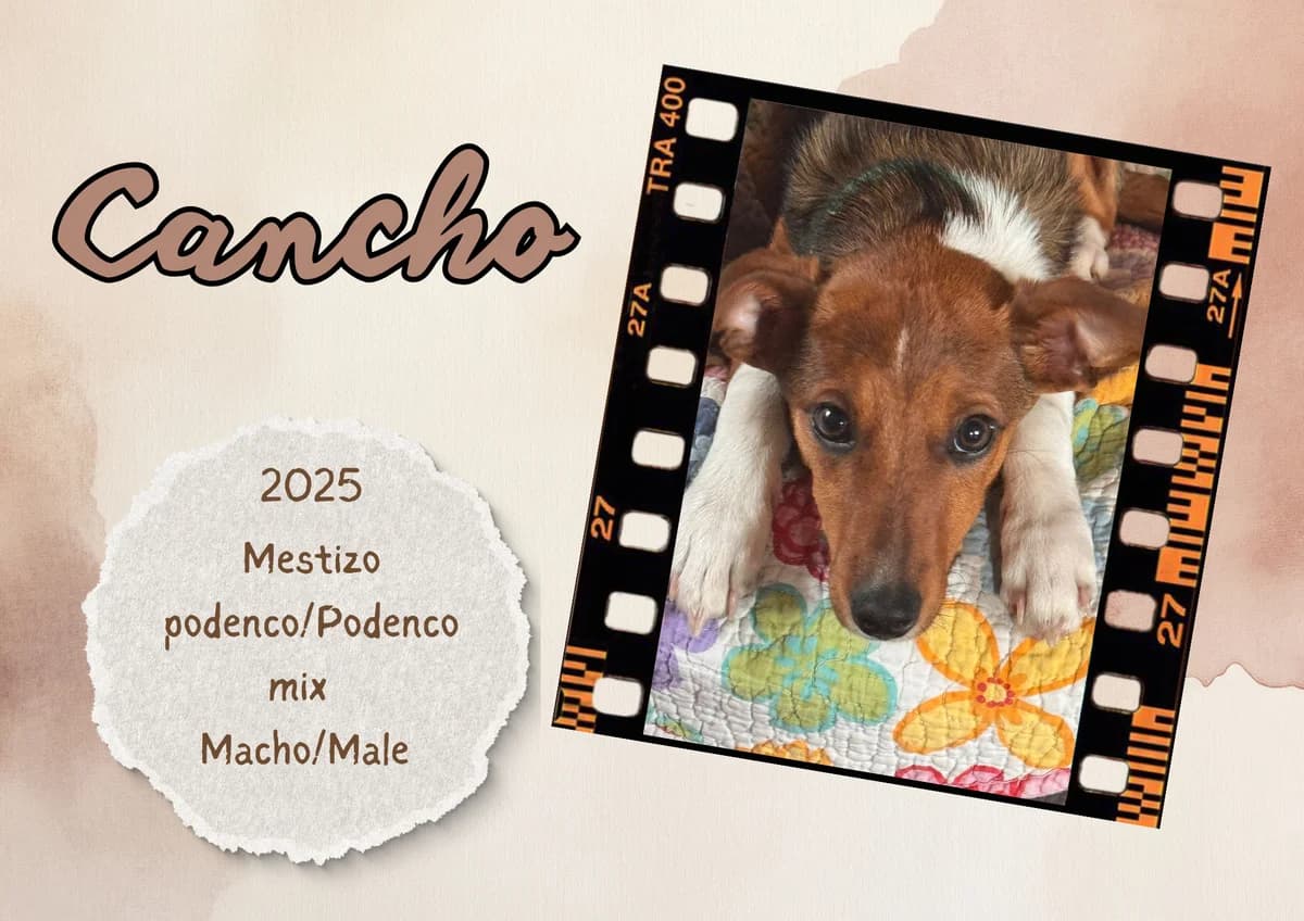 Cancho, male Podenco for adoption at Bichos Raros Refugio