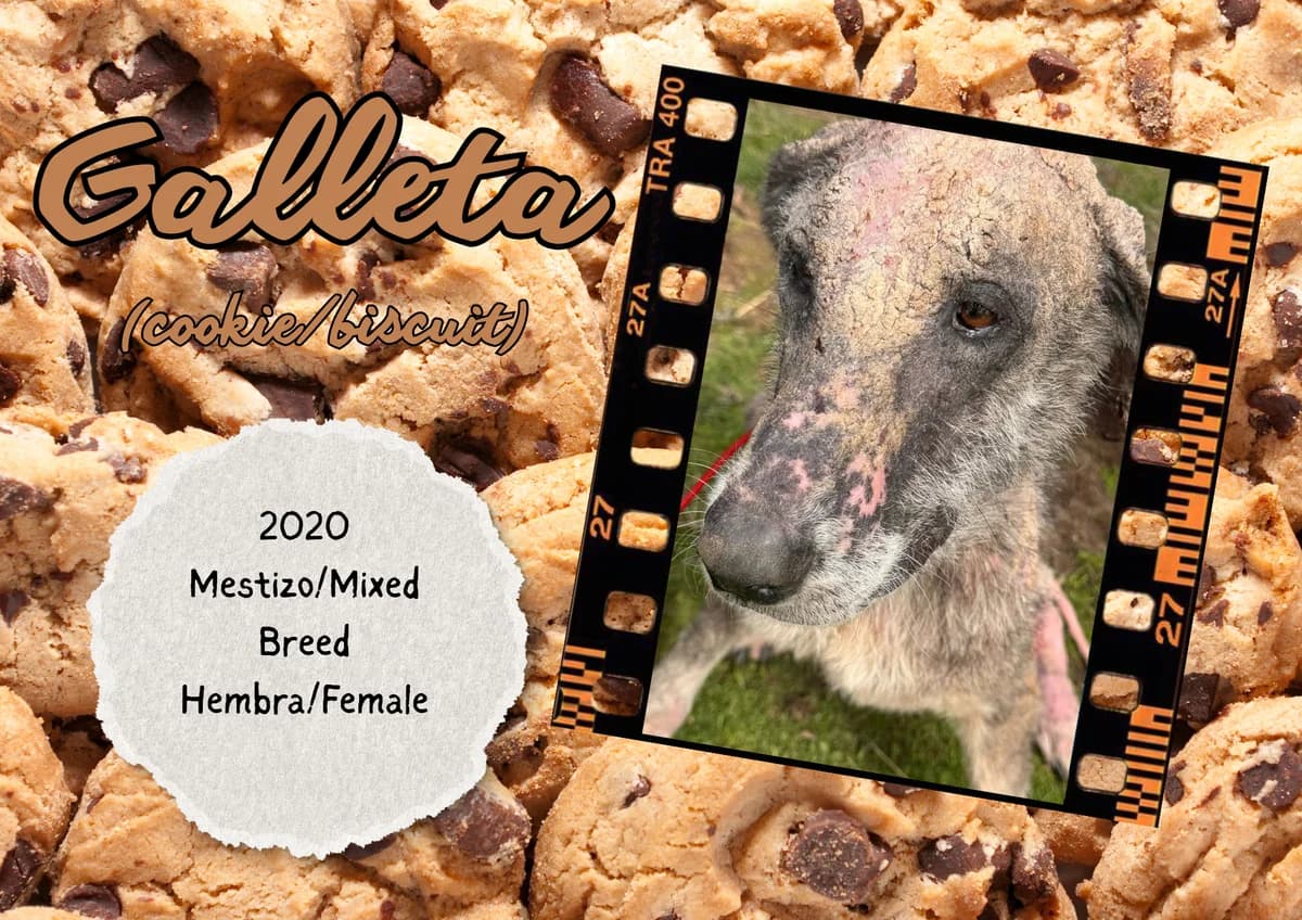 Galleta, female Mixed Breed for adoption at Bichos Raros Refugio
