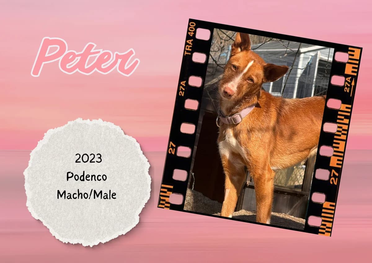 Peter, male Podenco for adoption at Bichos Raros Refugio