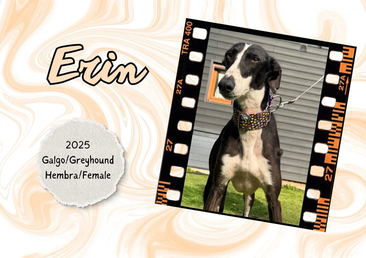 Erin, female Galgo Español for adoption at Bichos Raros Refugio