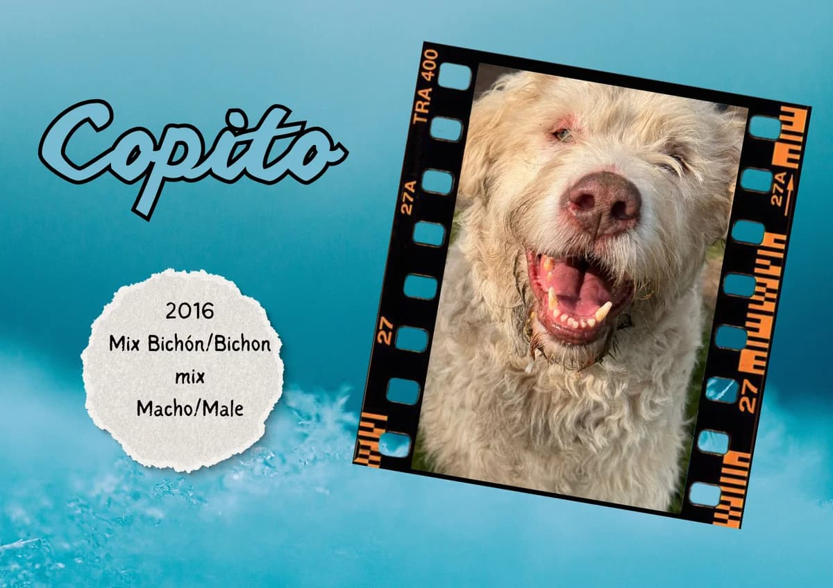 Copito, male mixed breed for adoption at Bichos Raros Refugio