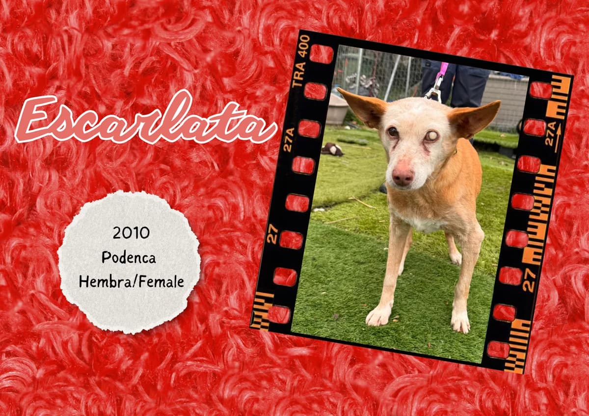 Escarlata, female mixed breed for adoption at Bichos Raros Refugio