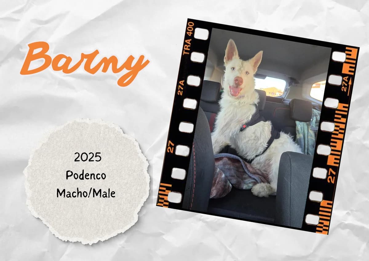 Barny, male Podenco for adoption at Bichos Raros Refugio