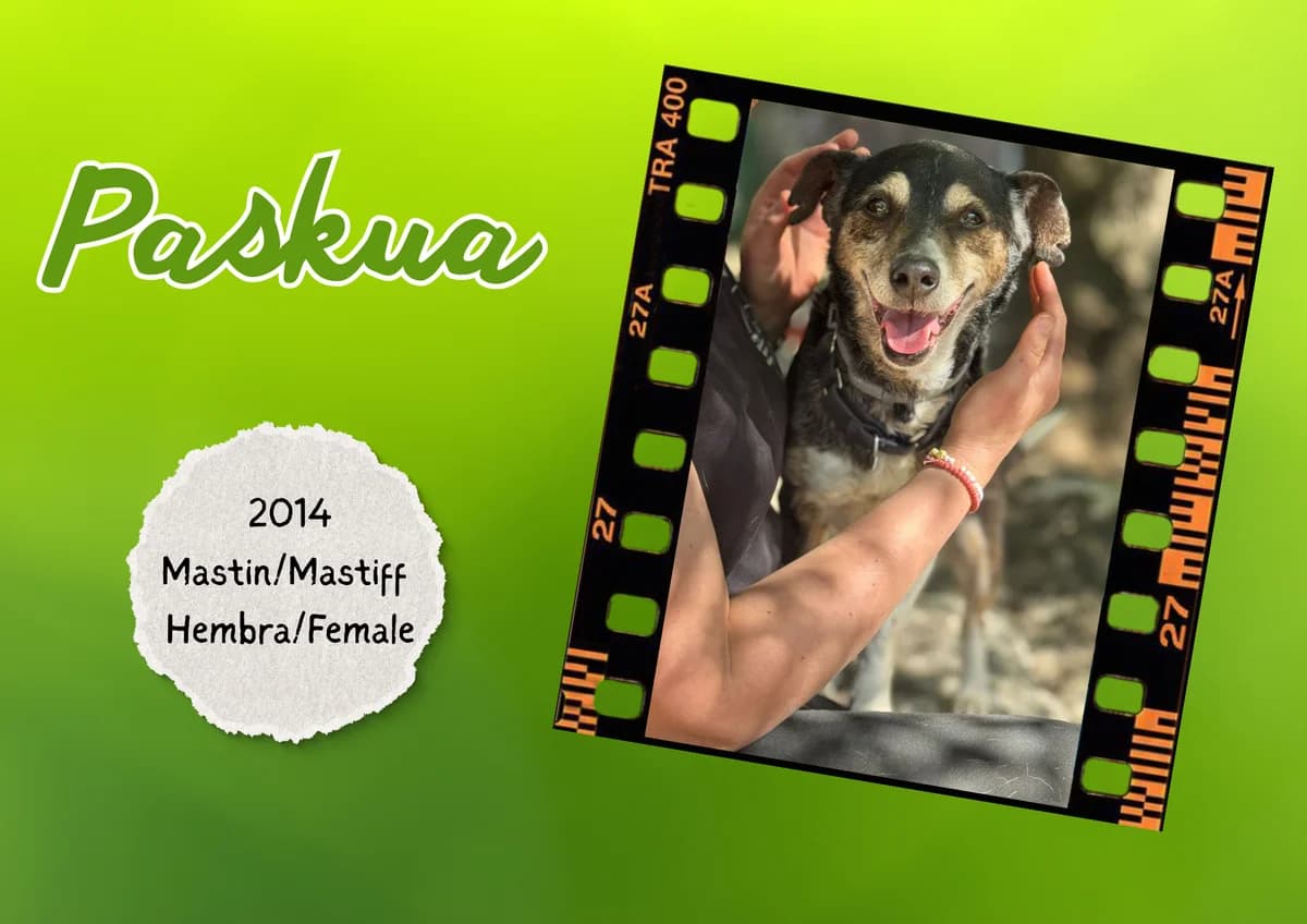 Paskua, Mixed Breed (Bichos Raros Refugio)