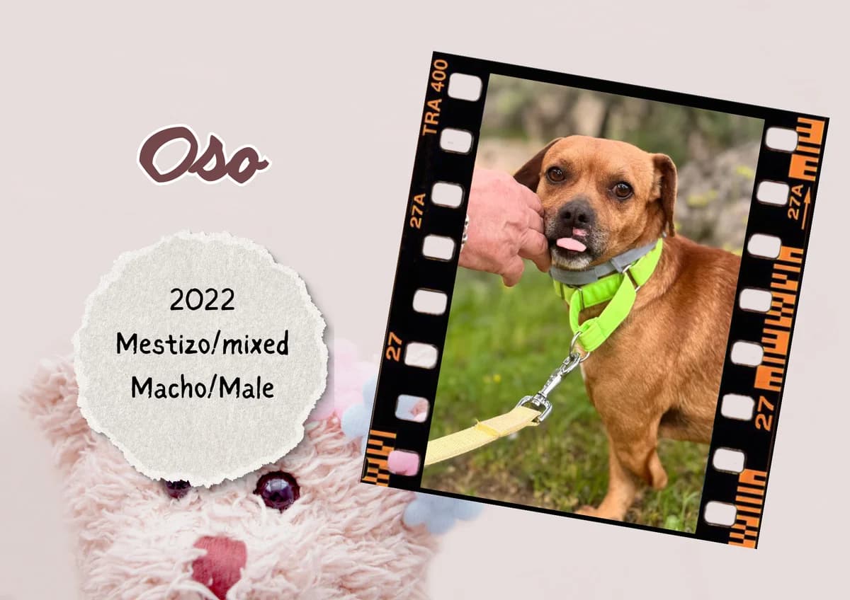 Oso, Mixed Breed (Bichos Raros Refugio)