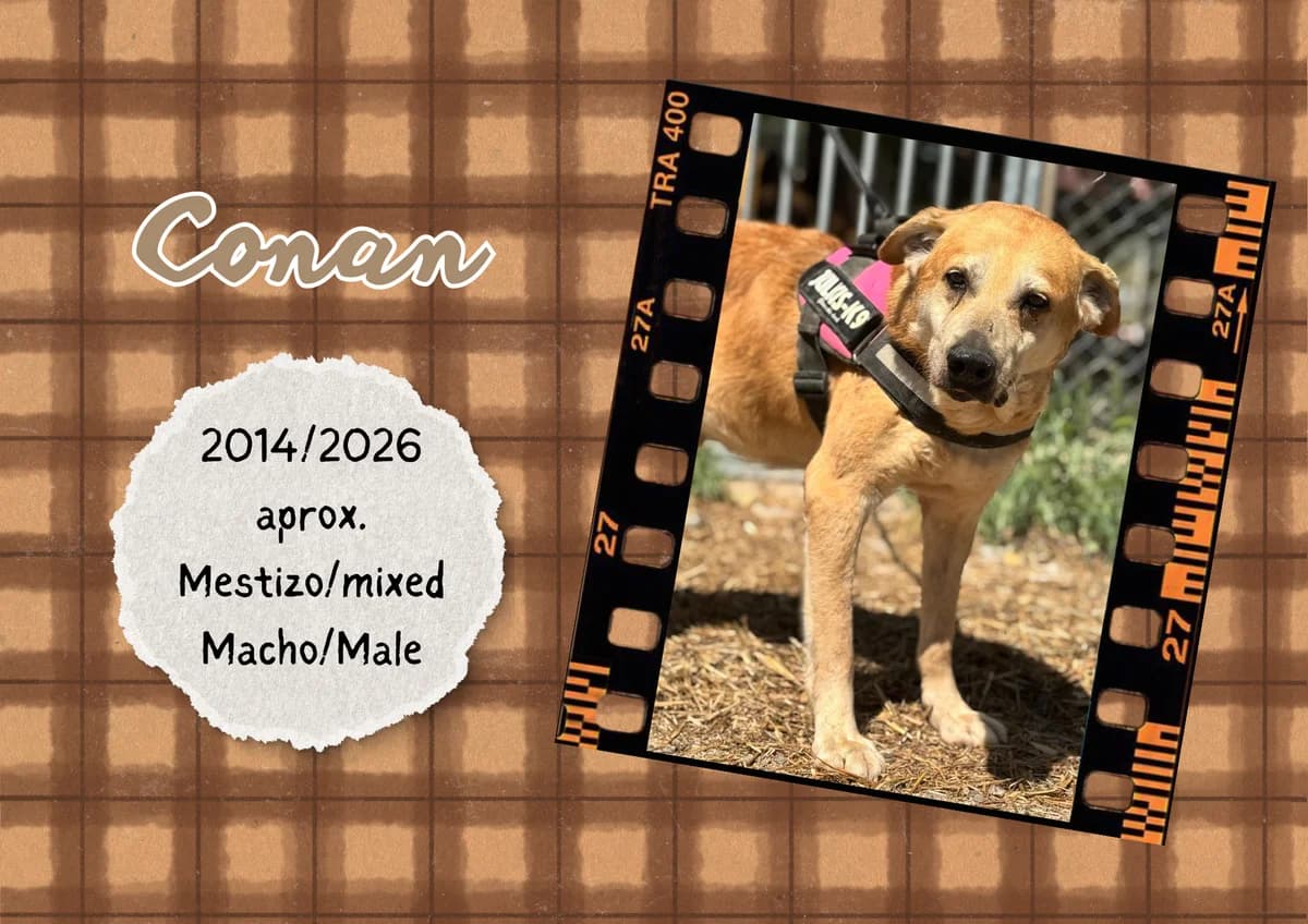 Conan, Mixed Breed (Bichos Raros Refugio)