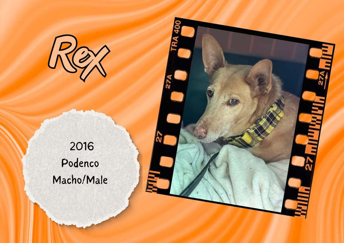 Rex, male Podenco for adoption at Bichos Raros Refugio