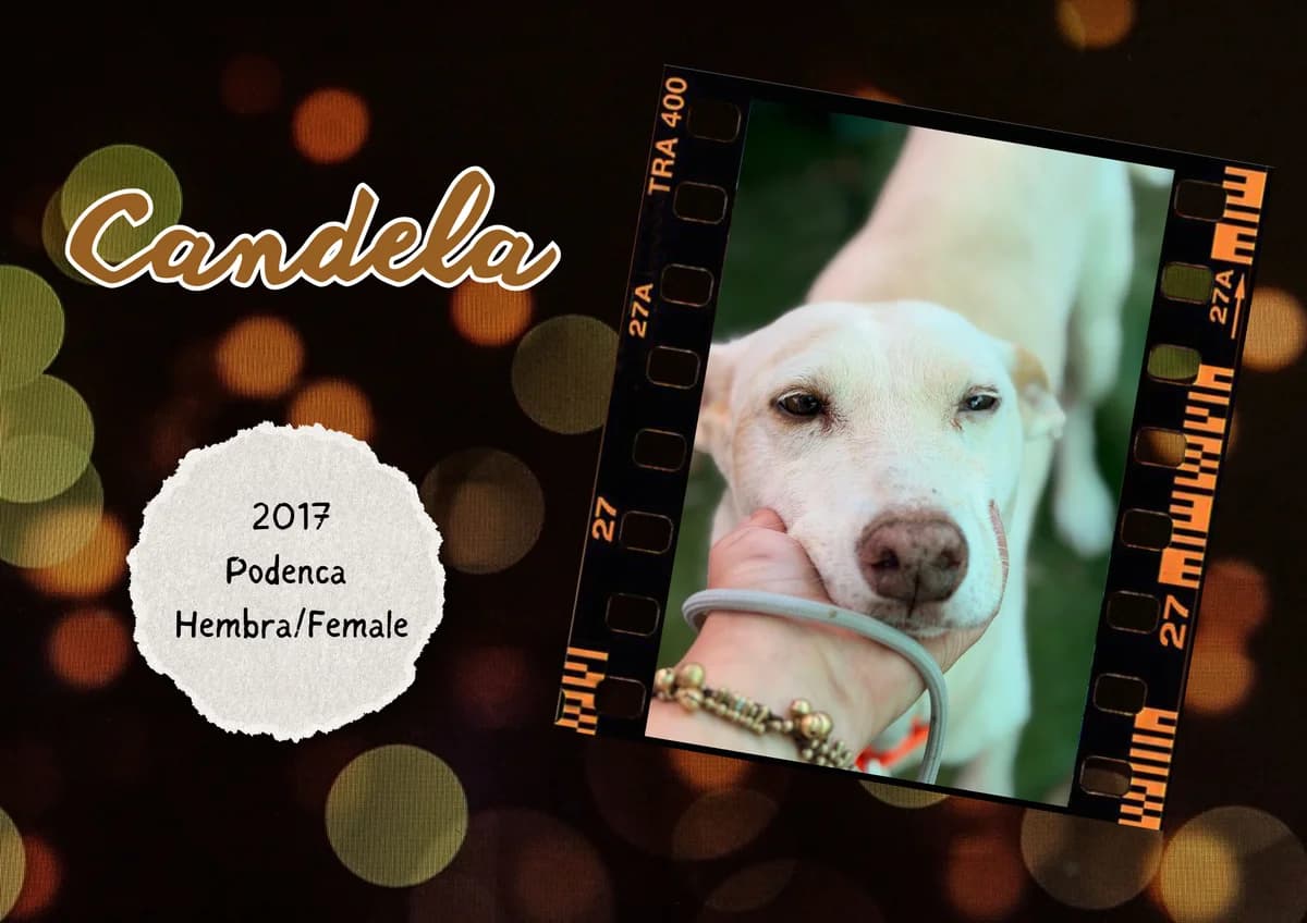 Candela, female Podenco for adoption at Bichos Raros Refugio