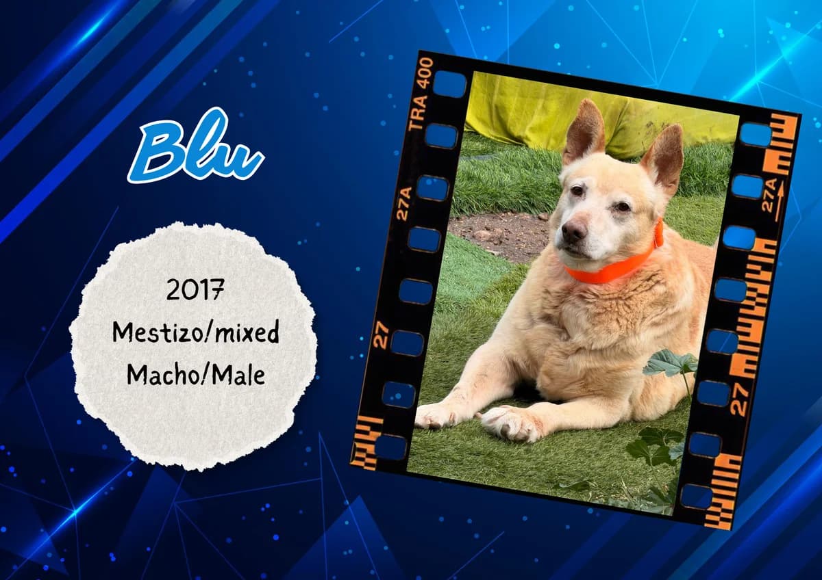 Blu, Mixed Breed (Bichos Raros Refugio)
