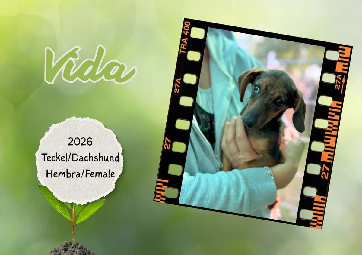 Vida, female Dachshund for adoption at Bichos Raros Refugio