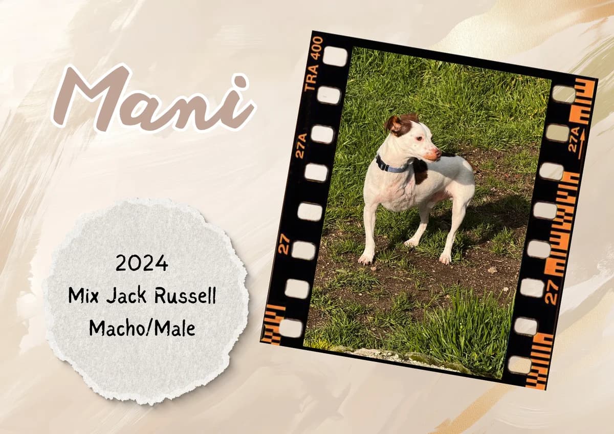Mani, male Jack Russell Terrier for adoption at Bichos Raros Refugio