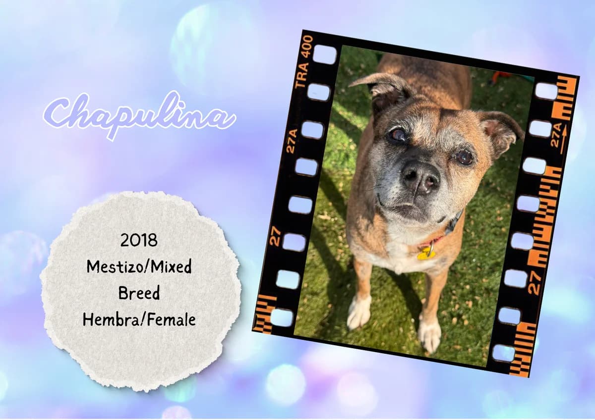 Chapulina, Mixed Breed (Bichos Raros Refugio)
