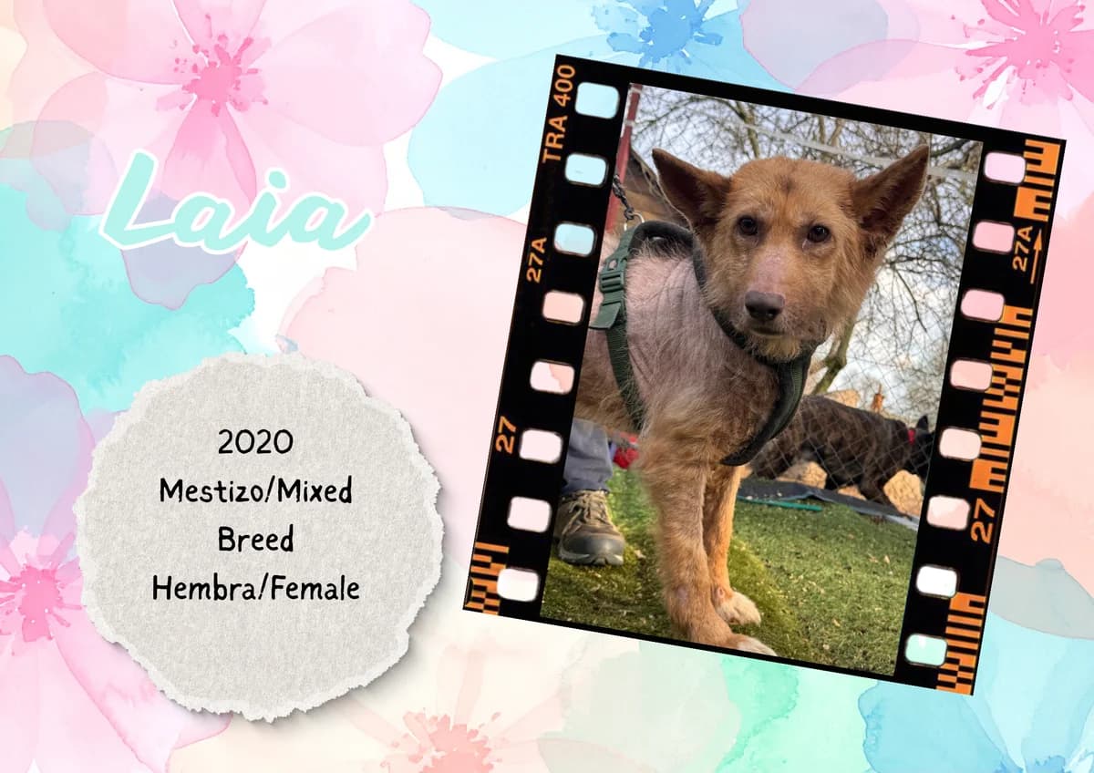 Laia, Mixed Breed (Bichos Raros Refugio)